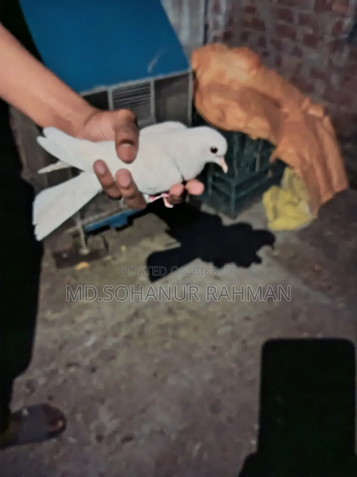 খাঁচা সহ ঘুঘু পাখি বিক্রয়