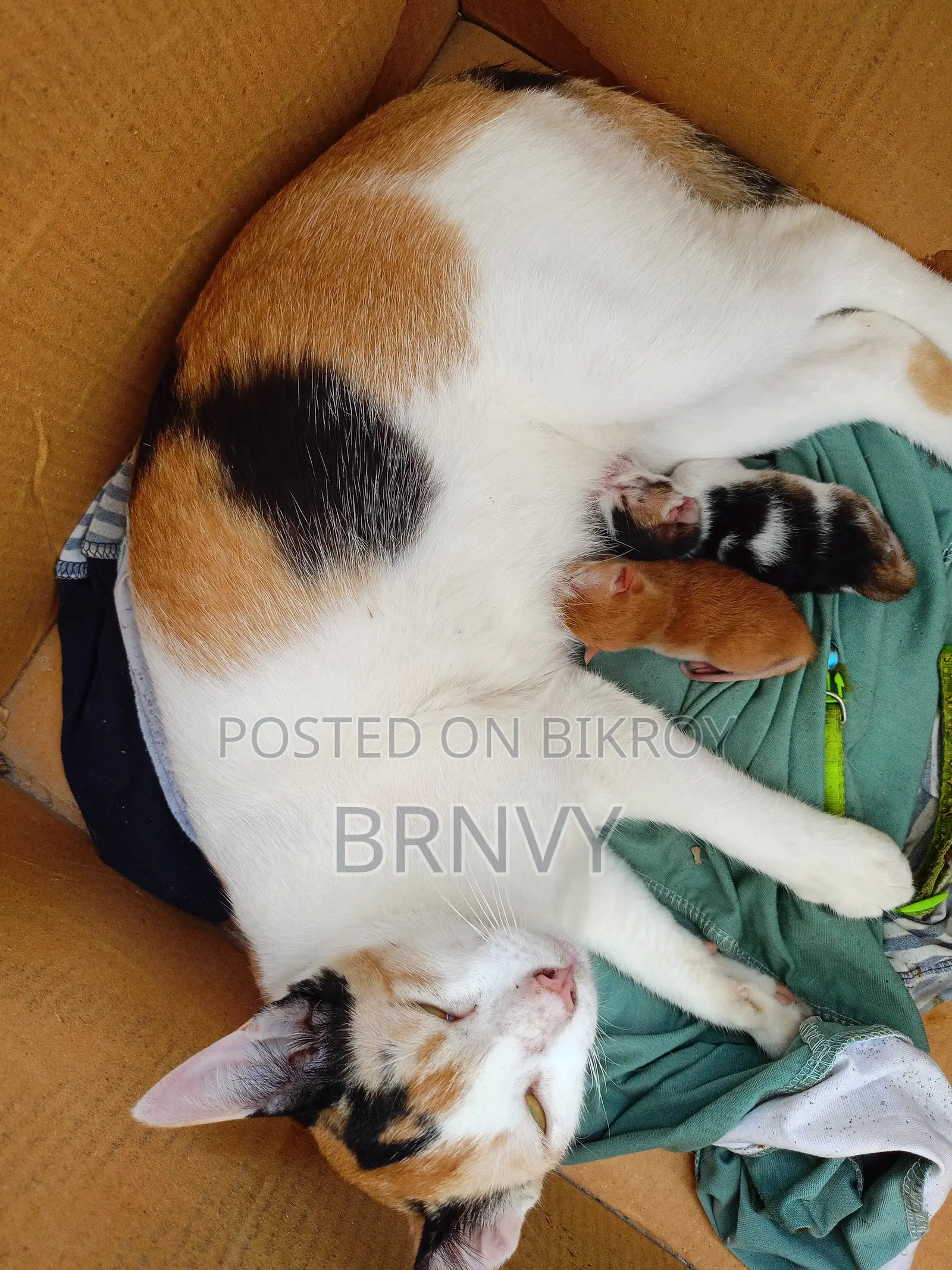 6-12 months Female Mixed Breed Bengal