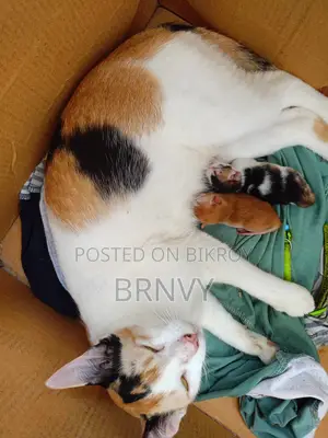 6-12 months Female Mixed Breed Bengal