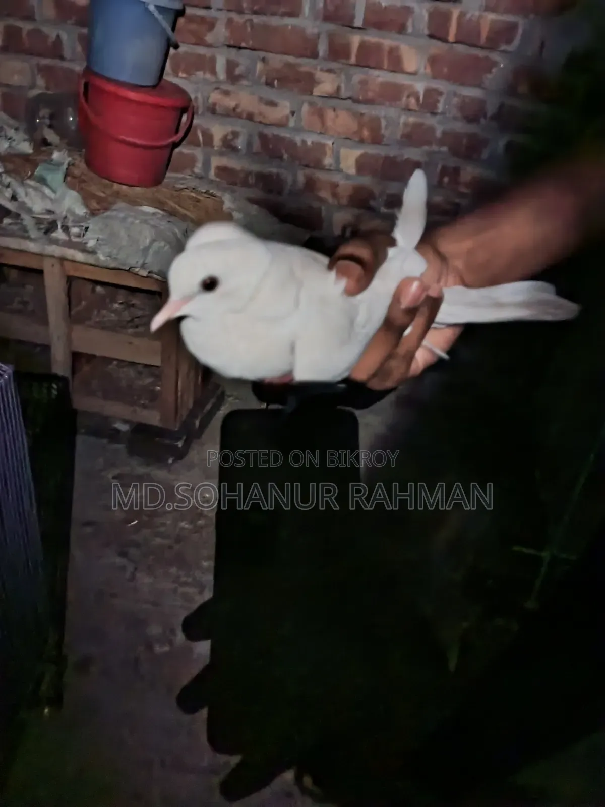 খাঁচা সহ ঘুঘু পাখি বিক্রয়