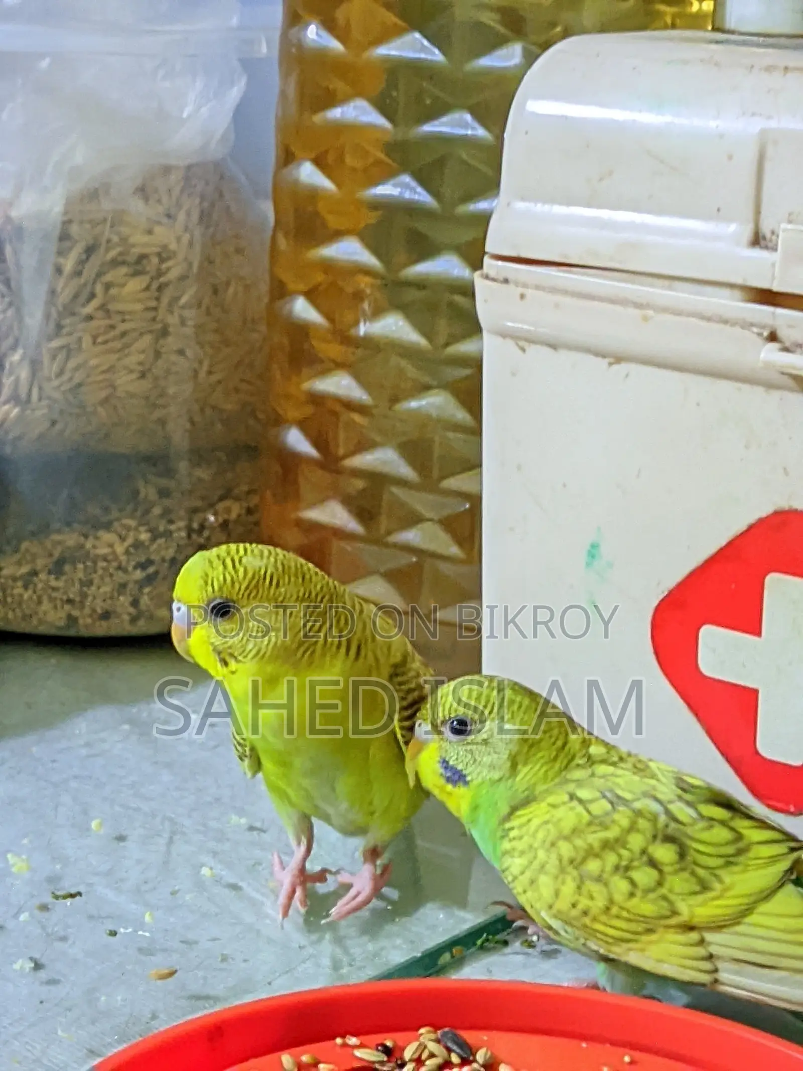 বাজিগার পাখি