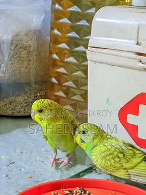 বাজিগার পাখি