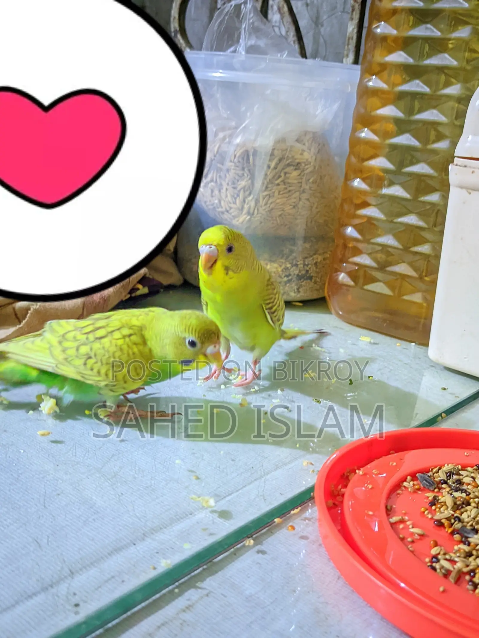 বাজিগার পাখি