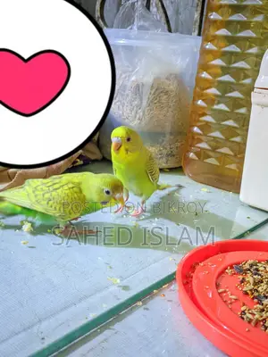 বাজিগার পাখি