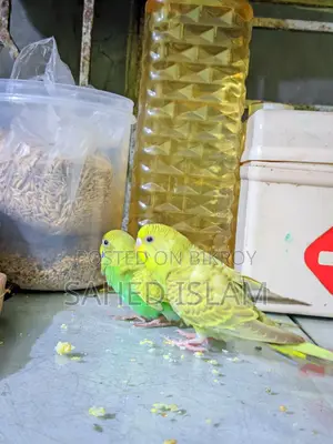 বাজিগার পাখি