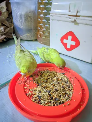 বাজিগার পাখি