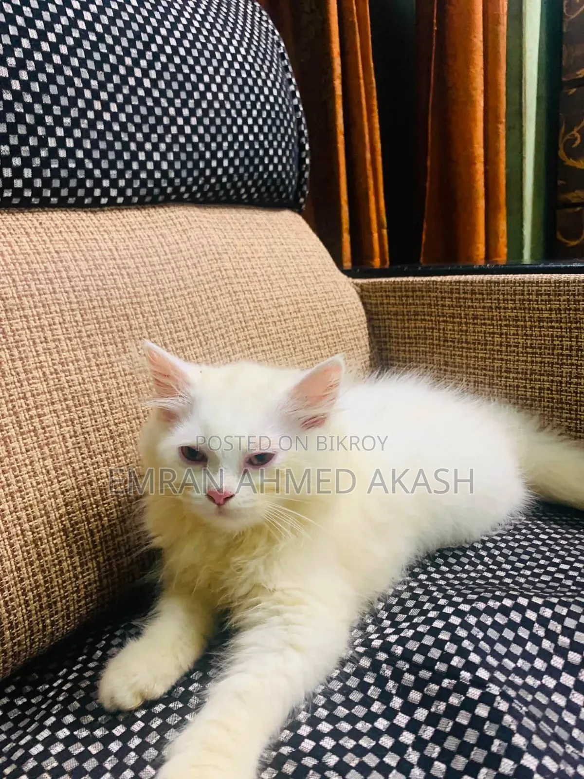 1-3 months Male Purebred Persian
