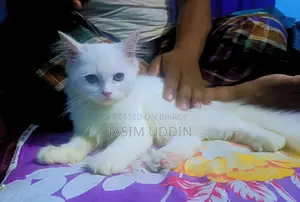 1-3 months Male Purebred Persian