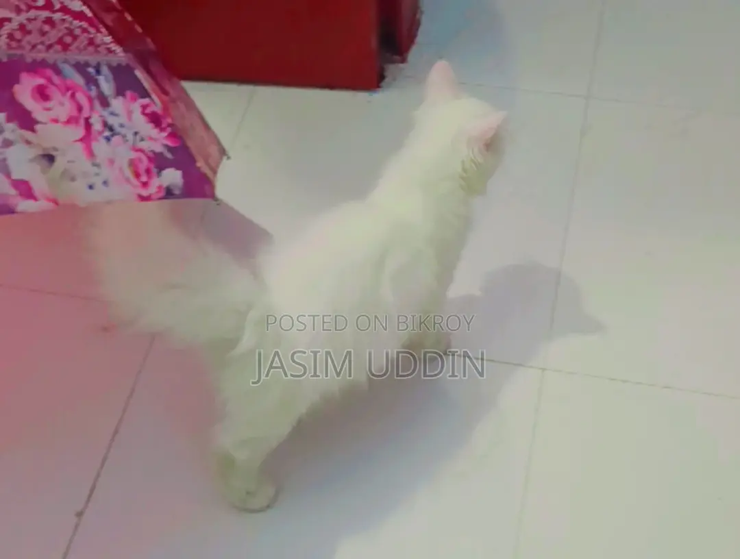 1-3 months Male Purebred Persian