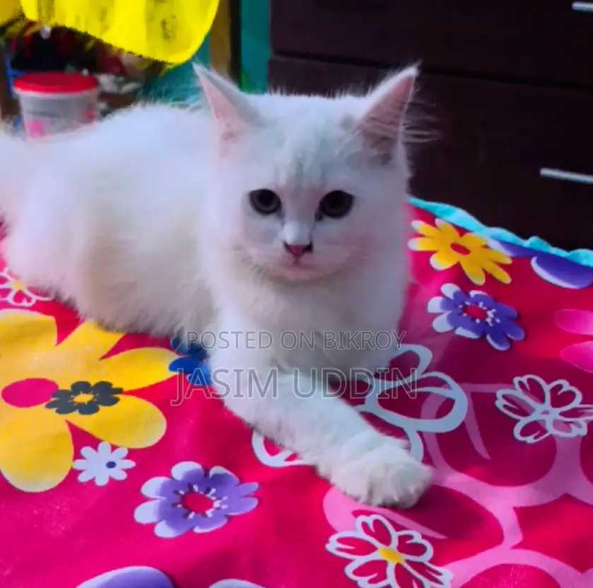 1-3 months Male Purebred Persian