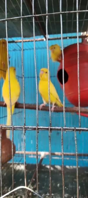ককাটেল, যাবা ব্ল্যাক