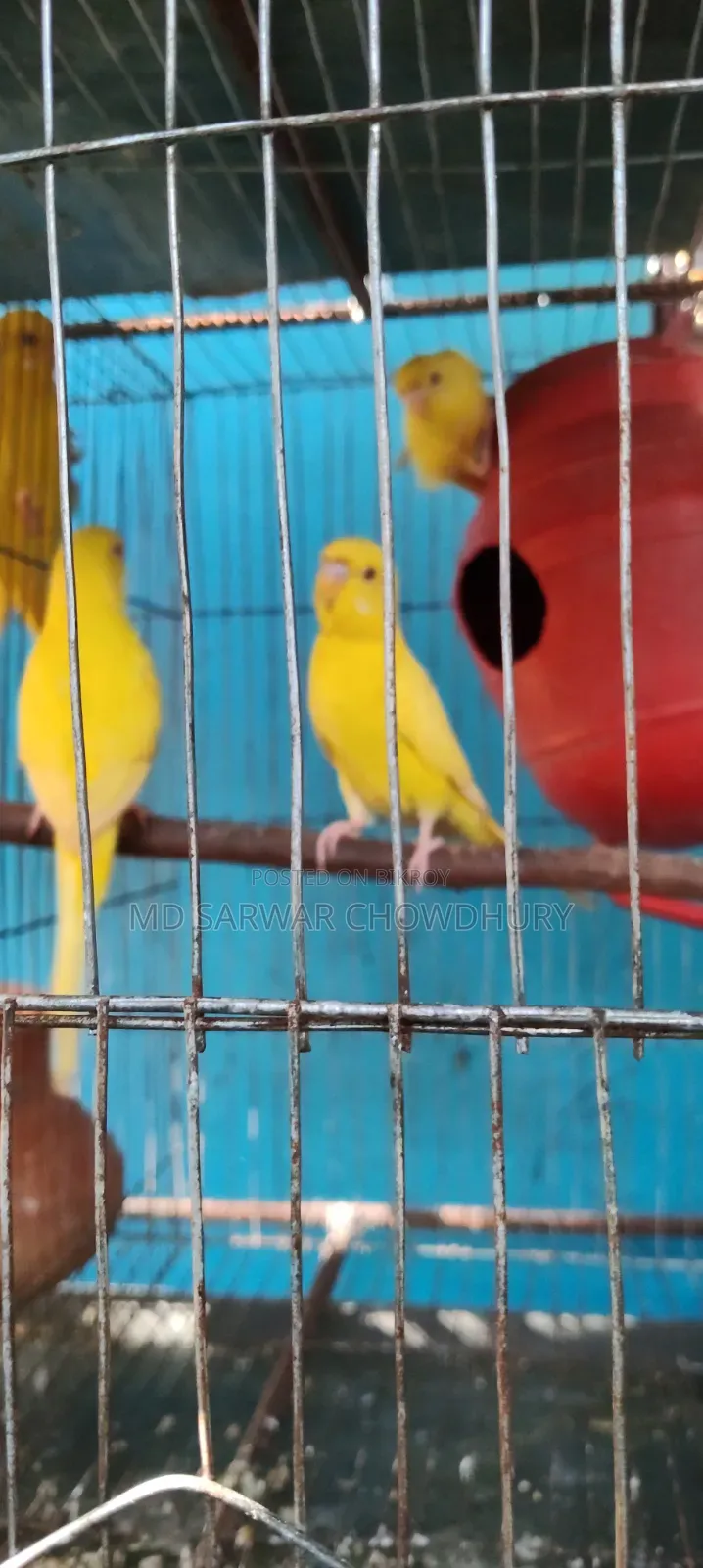 ককাটেল, যাবা ব্ল্যাক