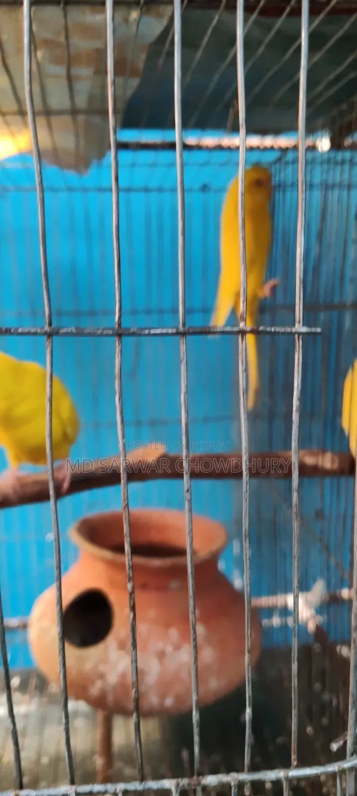ককাটেল, যাবা ব্ল্যাক