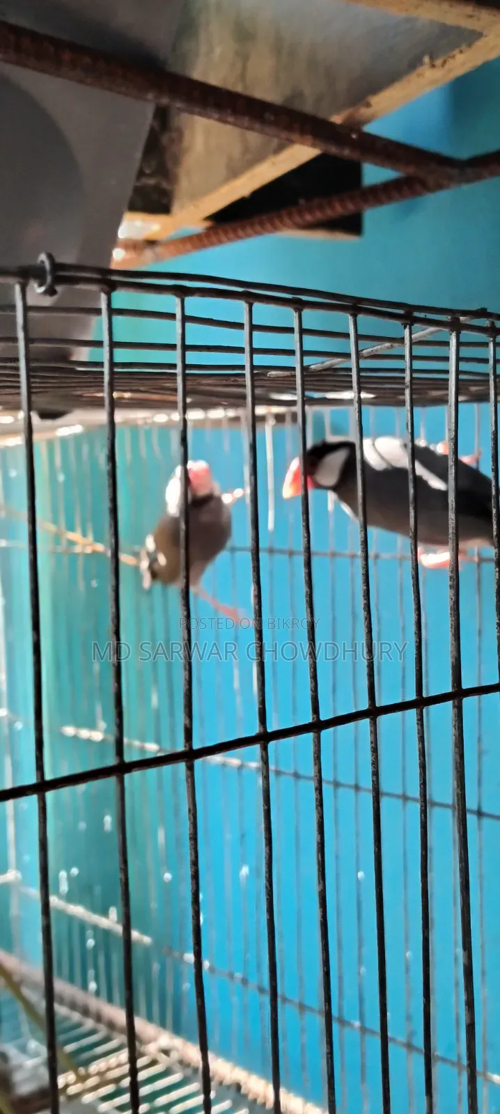 ককাটেল, যাবা ব্ল্যাক