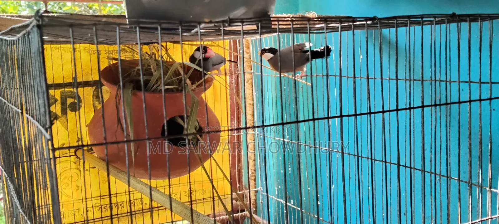 ককাটেল, যাবা ব্ল্যাক