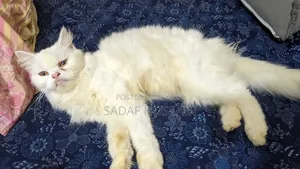 1+ year Female Purebred Persian