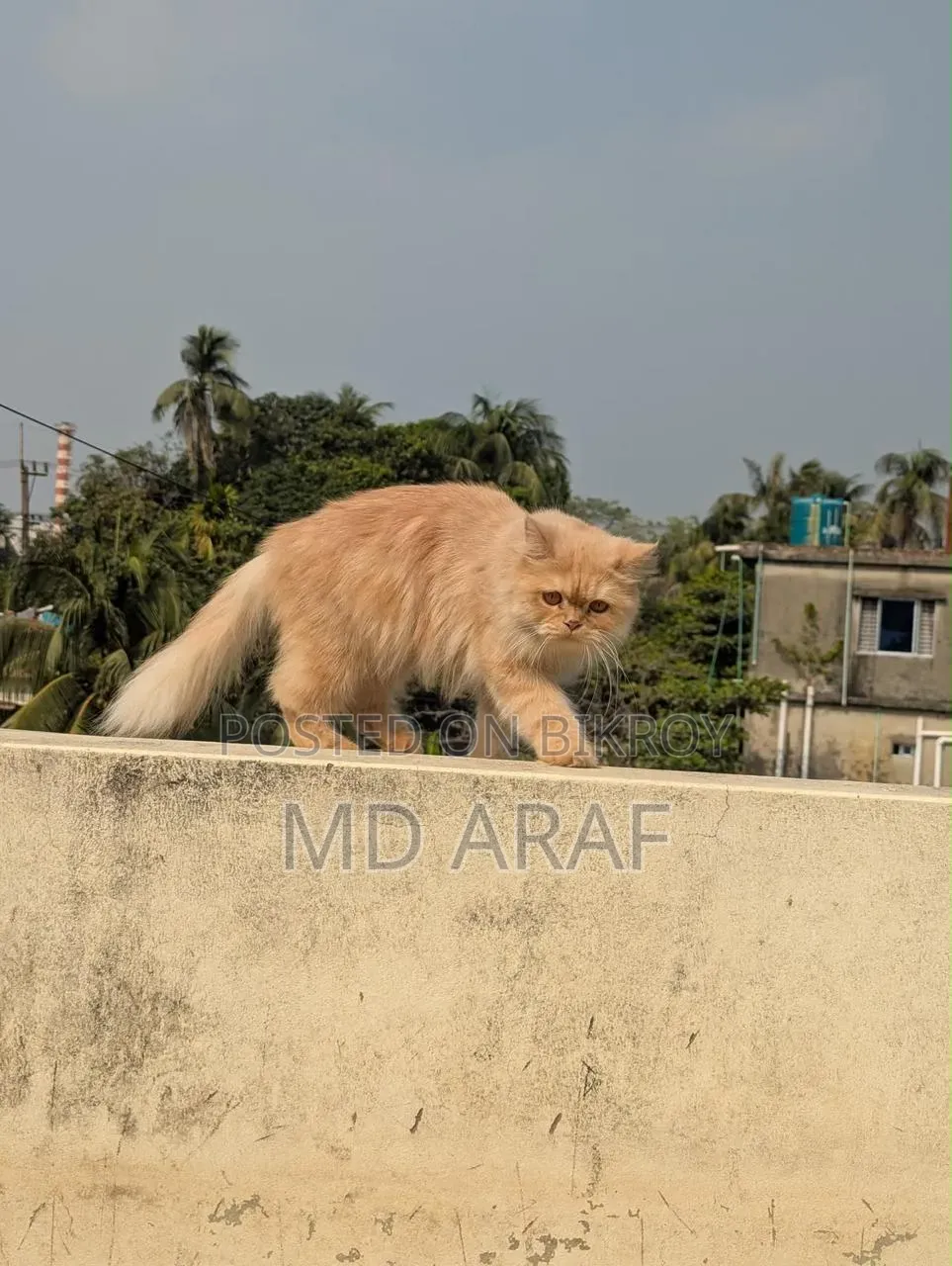 1+ year Female Purebred Persian
