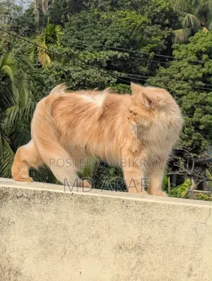1+ year Female Purebred Persian