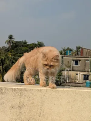 1+ year Female Purebred Persian