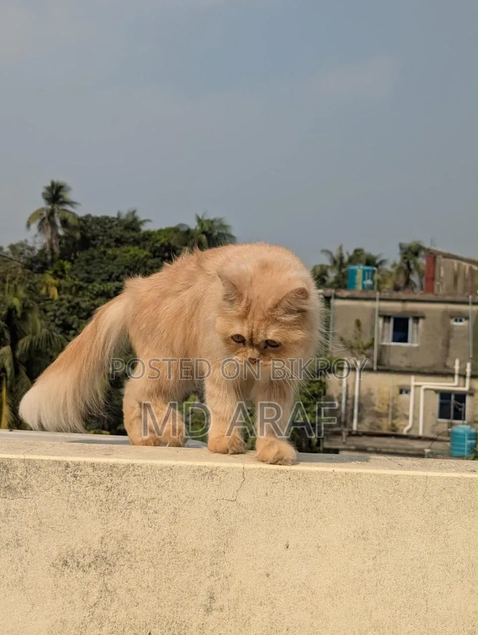 1+ year Female Purebred Persian