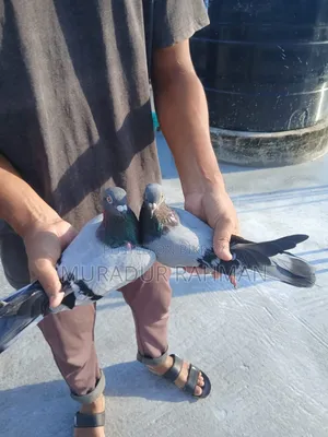 Shobji Racer Male Or Shobji Highflyer Female Or Single Sale Available