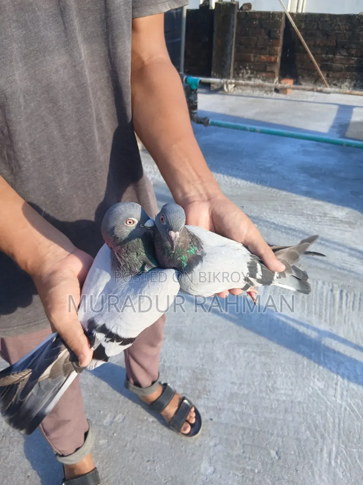 Shobji Racer Male Or Shobji Highflyer Female Or Single Sale Available