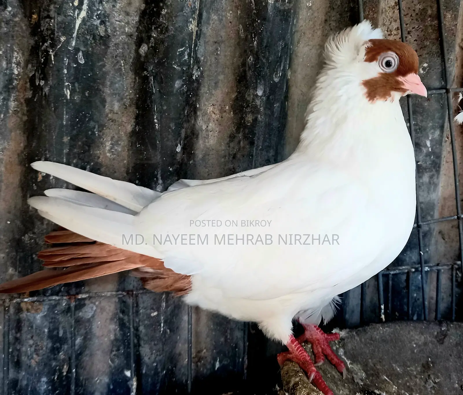 হেলমেট কবুতর/পায়রা (মাদি)