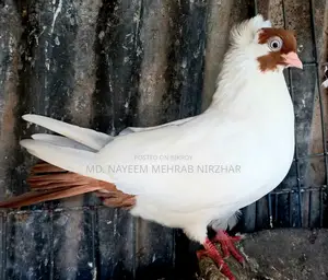 হেলমেট কবুতর/পায়রা (মাদি)