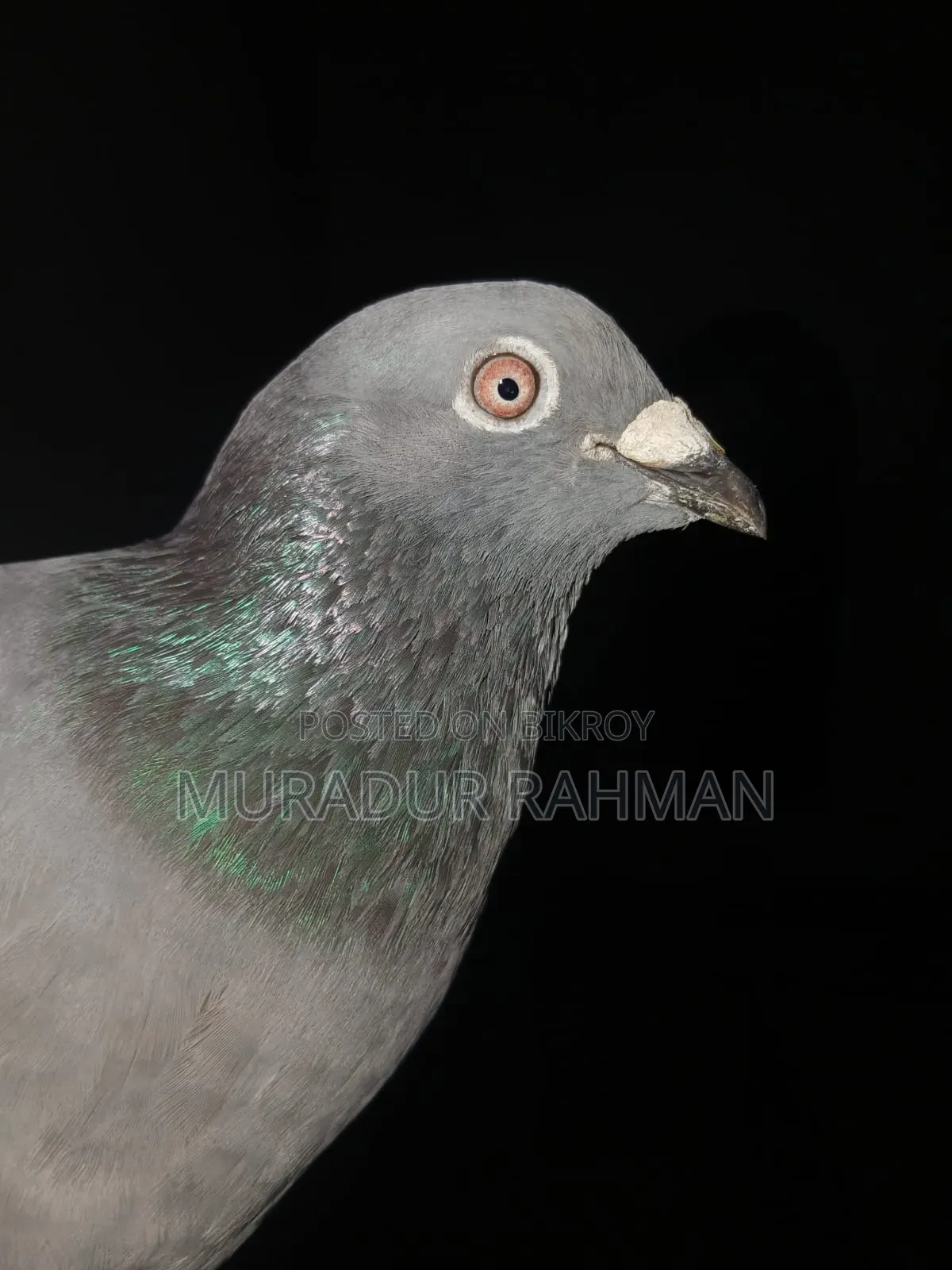 Shobji Racer Male Or Shobji Highflyer Female Or Single Sale Available