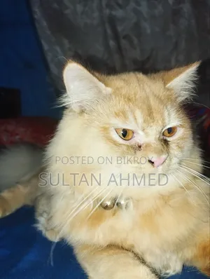 6-12 months Male Purebred Persian