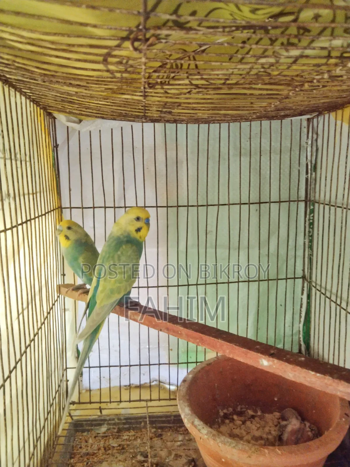 রেইনবো বাজরিগার বাচ্চাসহ জোড়া