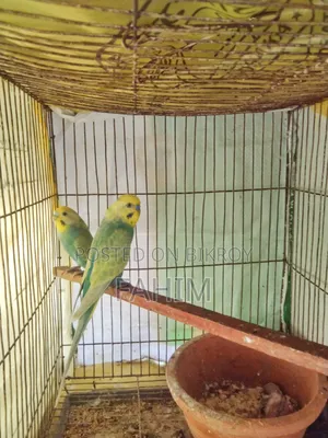 রেইনবো বাজরিগার বাচ্চাসহ জোড়া