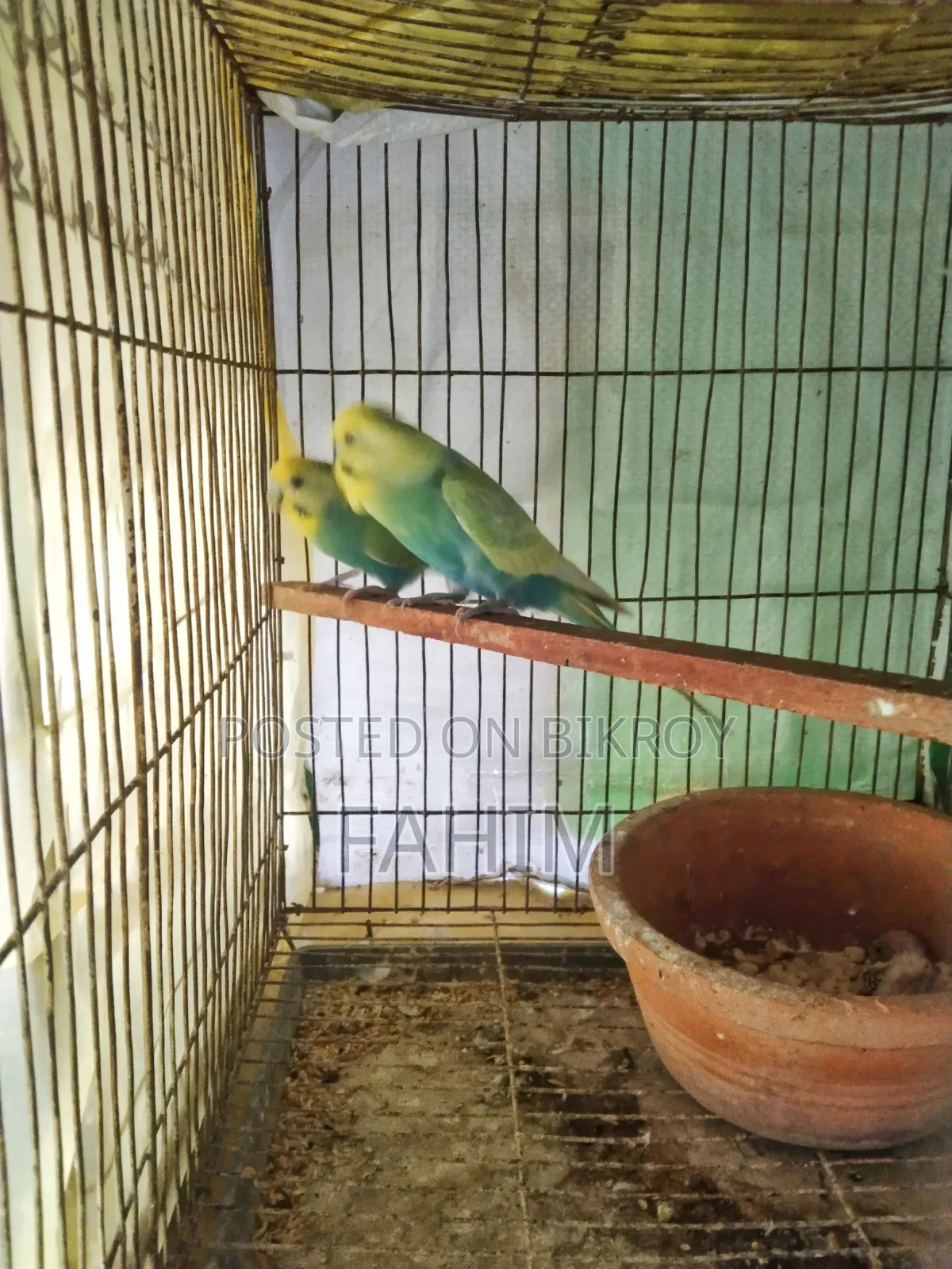 রেইনবো বাজরিগার বাচ্চাসহ জোড়া