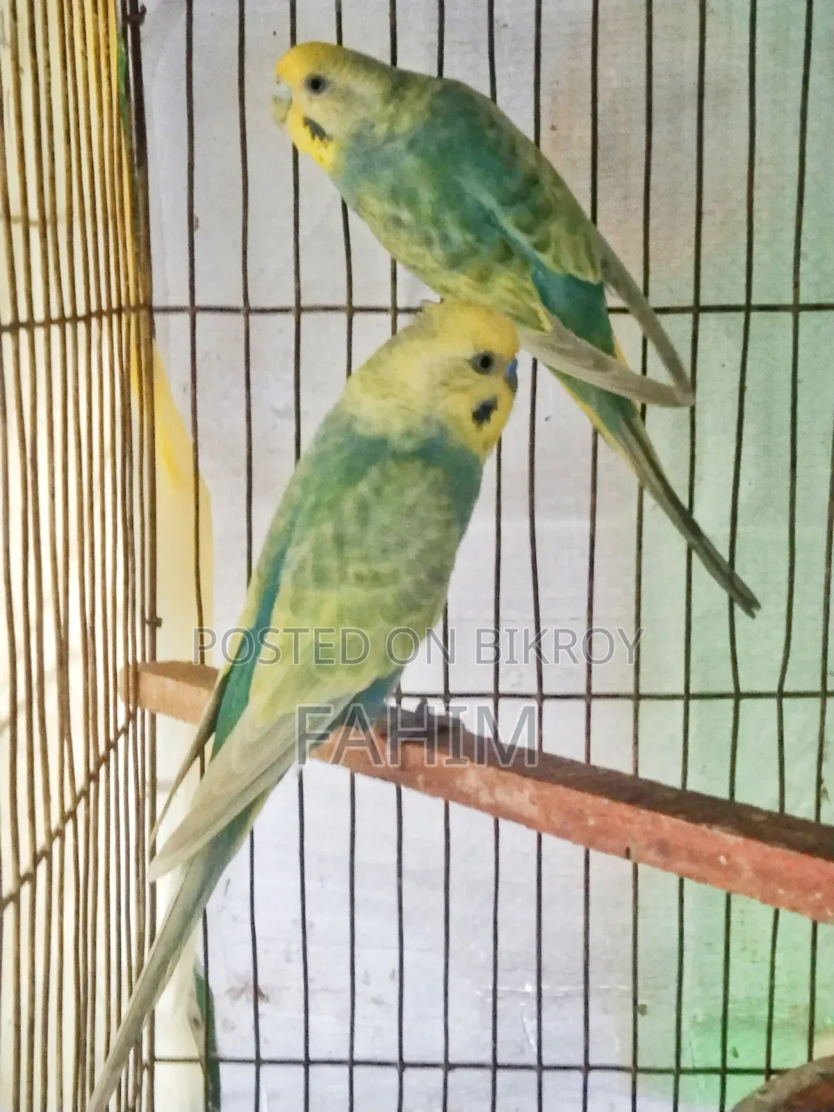 রেইনবো বাজরিগার বাচ্চাসহ জোড়া