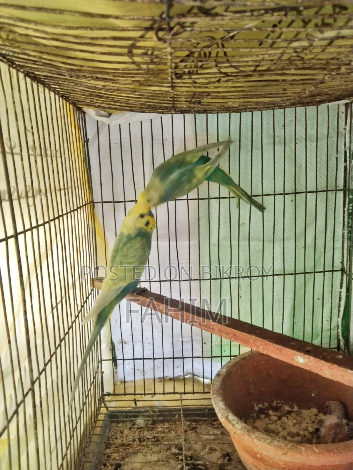 রেইনবো বাজরিগার বাচ্চাসহ জোড়া