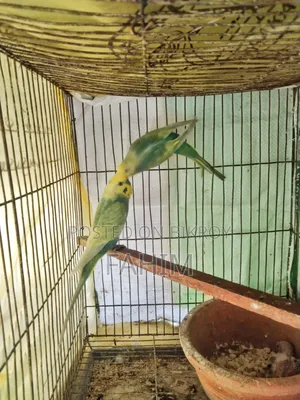 রেইনবো বাজরিগার বাচ্চাসহ জোড়া