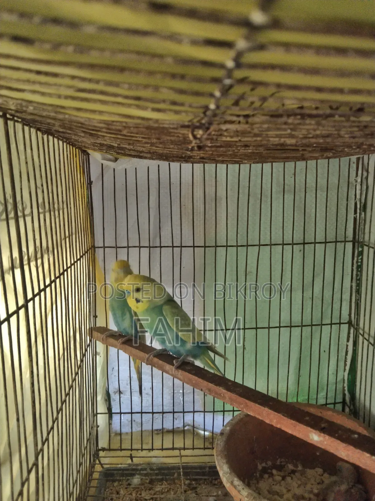 রেইনবো বাজরিগার বাচ্চাসহ জোড়া
