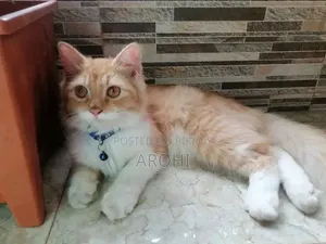 6-12 months Male Purebred Persian