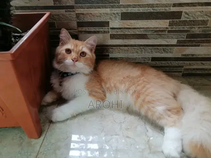 6-12 months Male Purebred Persian
