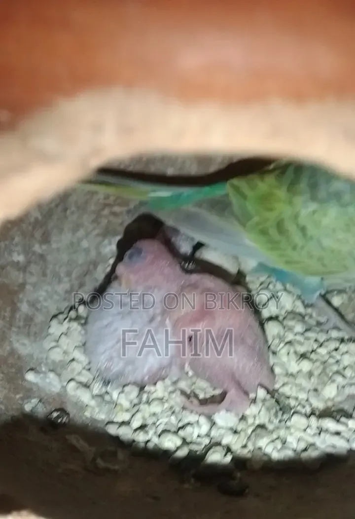 রেইনবো বাজরিগার বাচ্চাসহ জোড়া