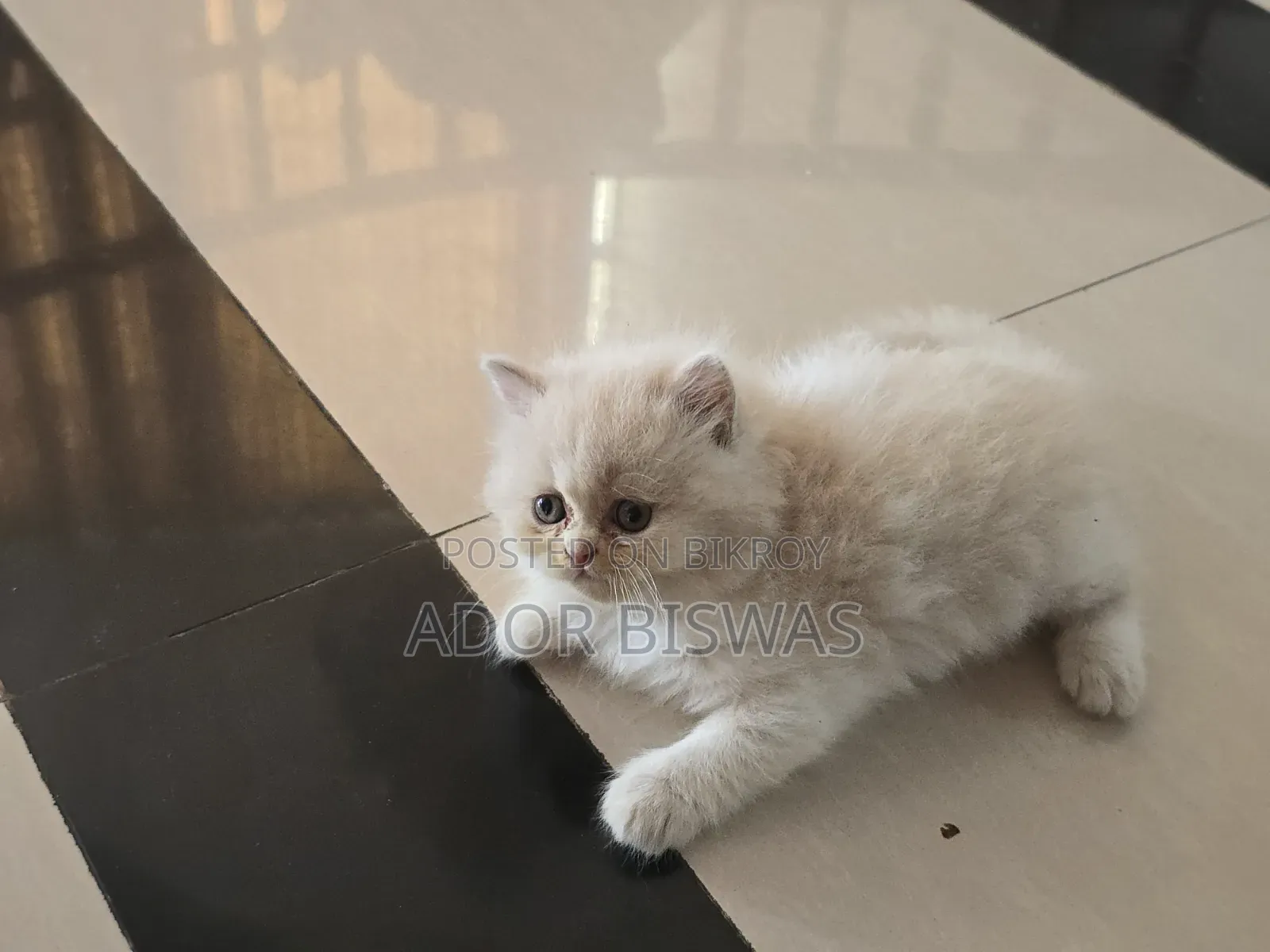 1-3 months Male Purebred Persian