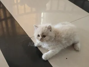 1-3 months Male Purebred Persian