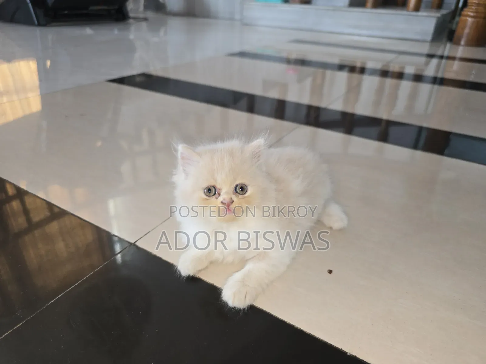 1-3 months Male Purebred Persian