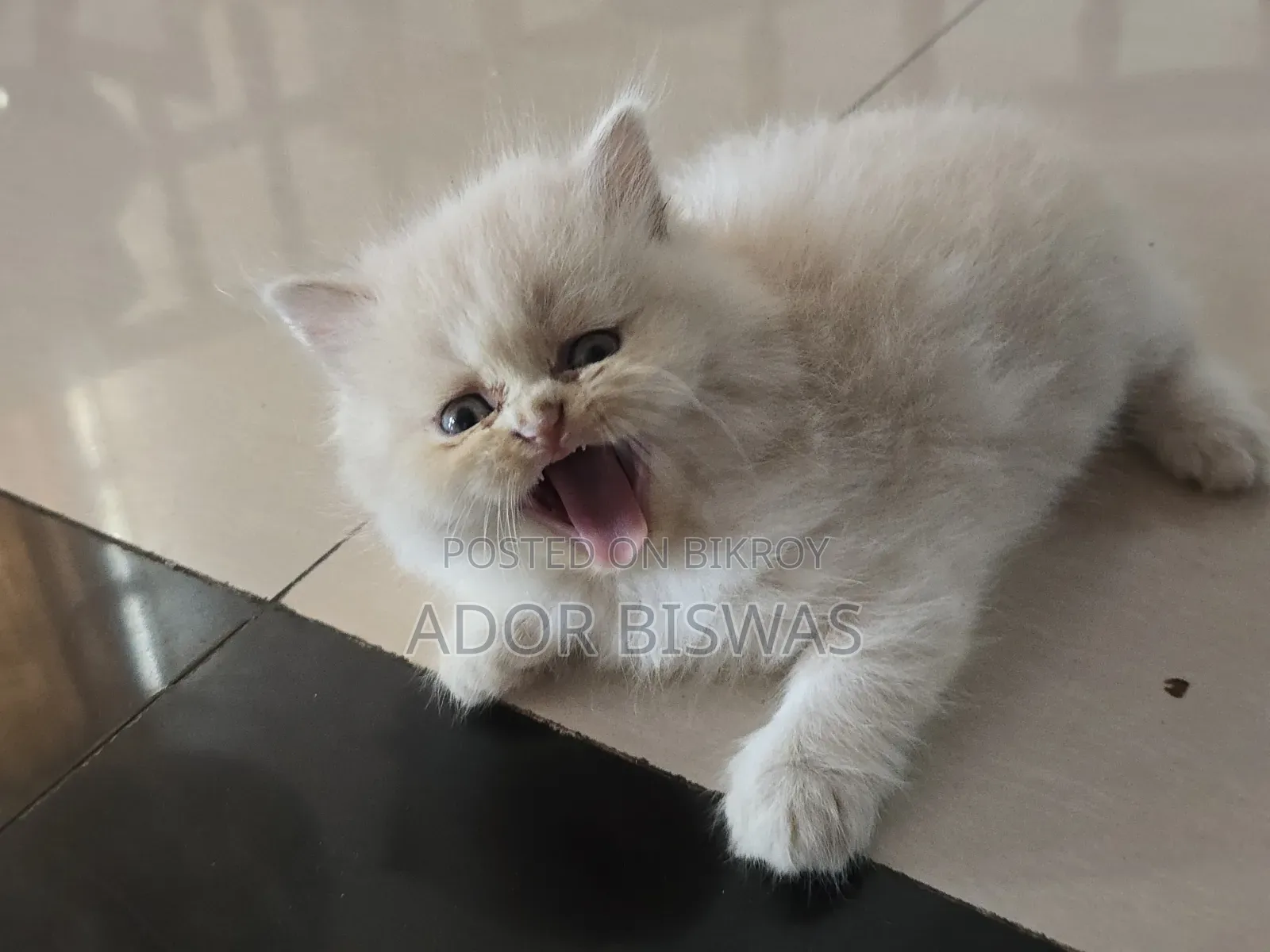 1-3 months Male Purebred Persian