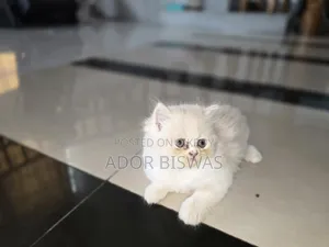 1-3 months Male Purebred Persian