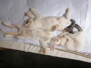 1-3 months Male Mixed Breed Bengal