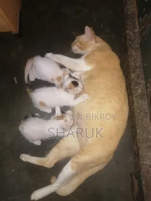 1-3 months Male Mixed Breed Bengal