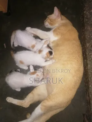 1-3 months Male Mixed Breed Bengal