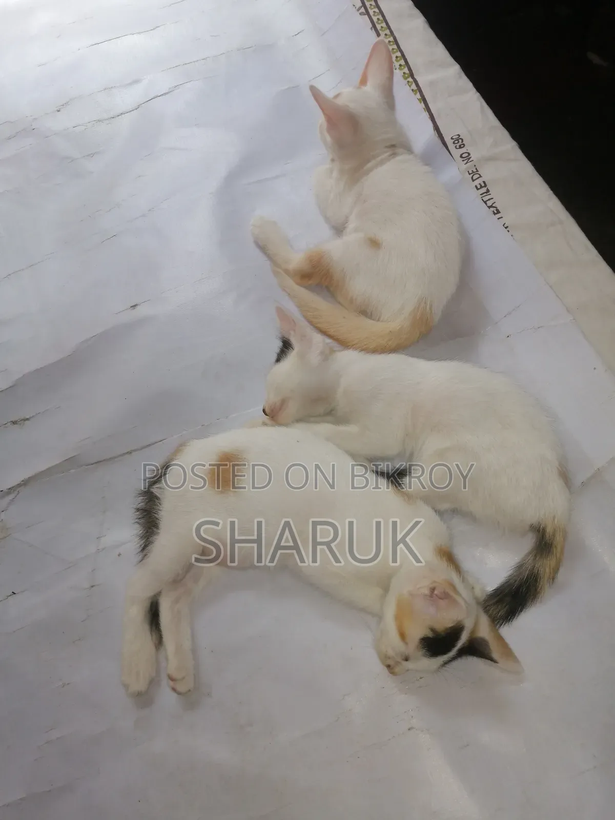 1-3 months Male Mixed Breed Bengal