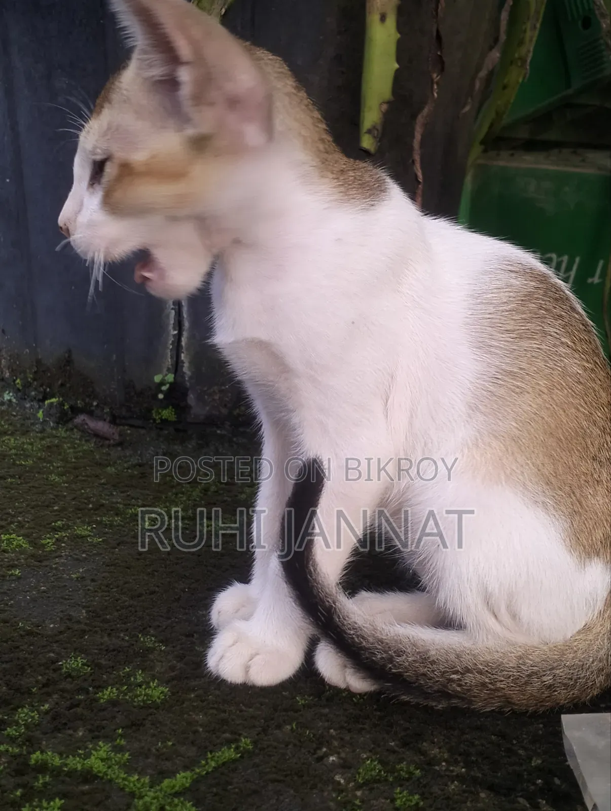 1-3 months Female Purebred Bengal